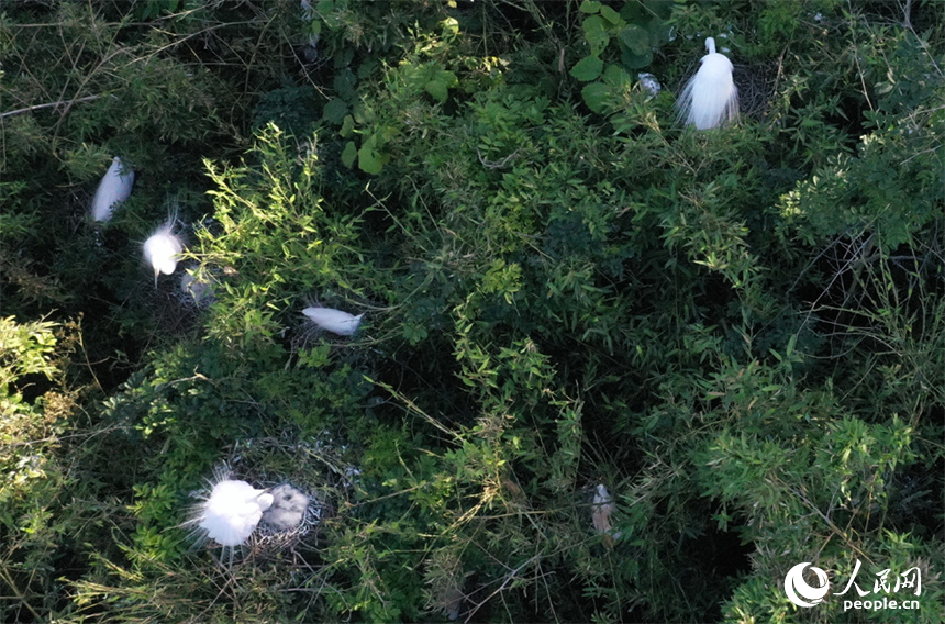 在鄱陽湖畔森林裡，候鳥正在照護剛剛出生的小鳥。 人民網記者 時雨攝