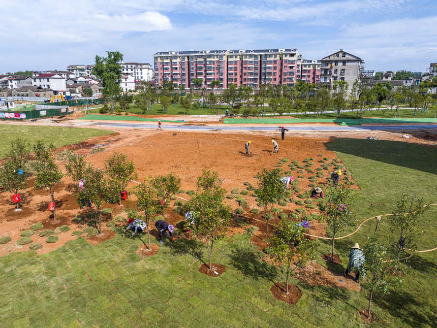 5月15日，江西省撫州市南豐縣大水田公園建設現場，工人正在植樹鋪綠。謝東攝