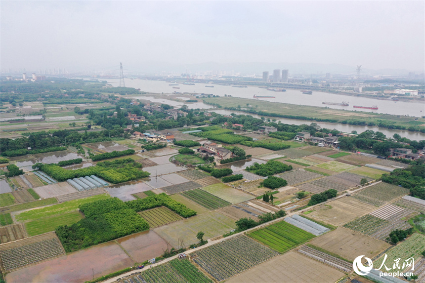 南昌市東湖區揚子洲鎮農田郁郁蔥蔥，一幅孟夏時節田園美的景觀展現在眼前。人民網記者 時雨攝