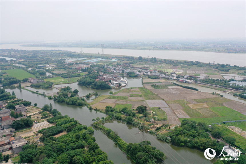 南昌市東湖區揚子洲鎮農田郁郁蔥蔥，一幅孟夏時節田園美的景觀展現在眼前。人民網記者 時雨攝