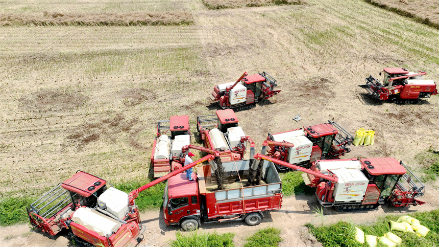 在彭泽县万亩油菜基地，农机手驾驶收割机收割油菜籽。彭琴摄
