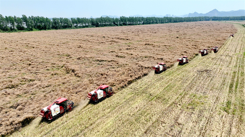 在彭泽县万亩油菜基地，农机手驾驶收割机收割油菜籽。彭琴摄