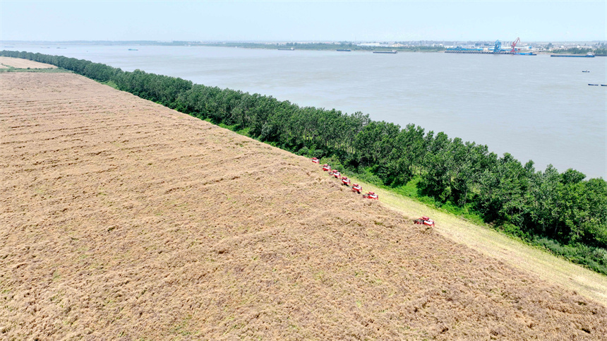 在彭泽县万亩油菜基地，农机手驾驶收割机收割油菜籽。彭琴摄