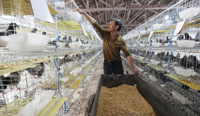 江西东乡：蛋鸽养殖壮大村集体经济