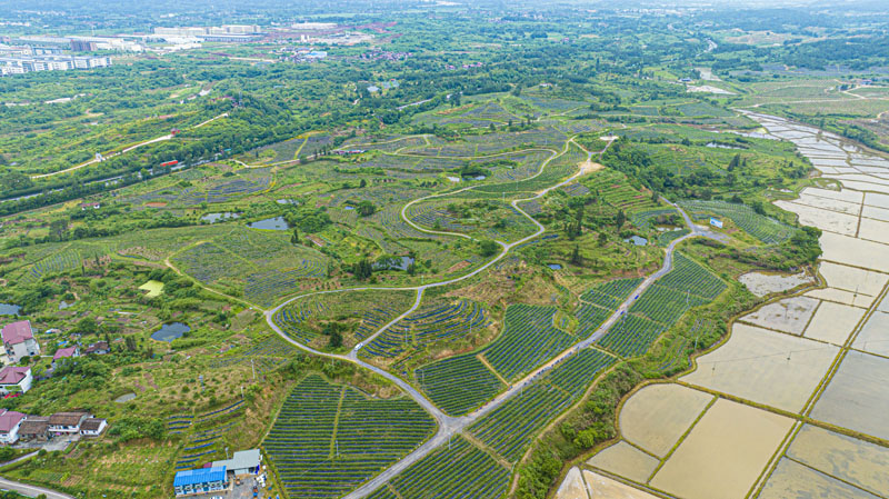 南丰县莱溪乡九联村3000亩蓝莓基地迎来了丰收采摘季。李煜祖摄