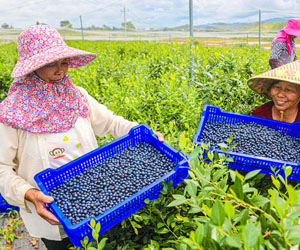 蓝莓上市 农户喜获丰收