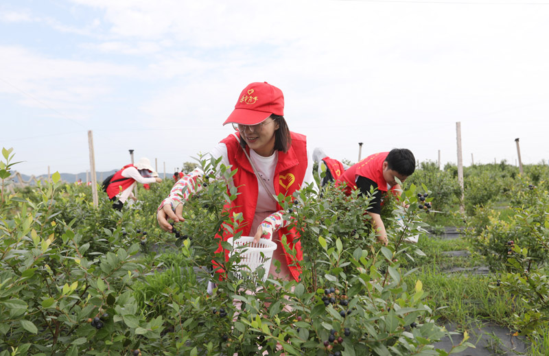 抚州市东乡区东腾蓝莓基地，青年志愿者正帮忙采摘蓝莓鲜果。黄瑶摄