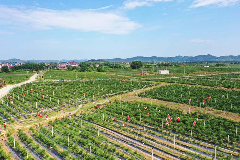 抚州市东乡区东腾蓝莓基地，青年志愿者正帮忙采摘蓝莓鲜果。黄瑶摄