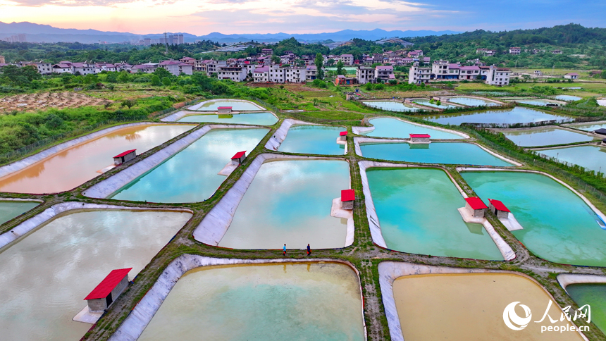 抚州市南丰县莱溪乡的一处甲鱼养殖基地，鳞次栉比的甲鱼养殖塘颜色各异，风景独特。人民网 朱海鹏摄