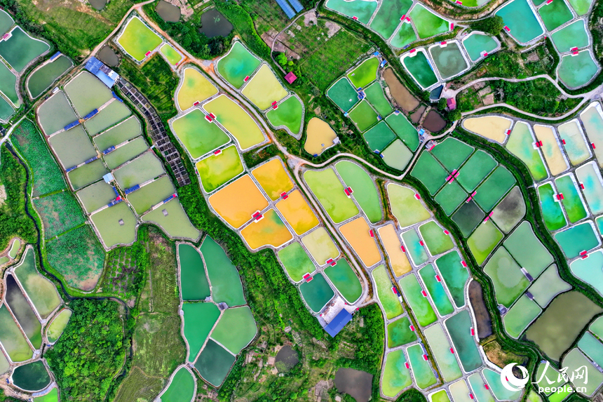 抚州市南丰县莱溪乡的一处甲鱼养殖基地，鳞次栉比的甲鱼养殖塘颜色各异，风景独特。人民网 朱海鹏摄