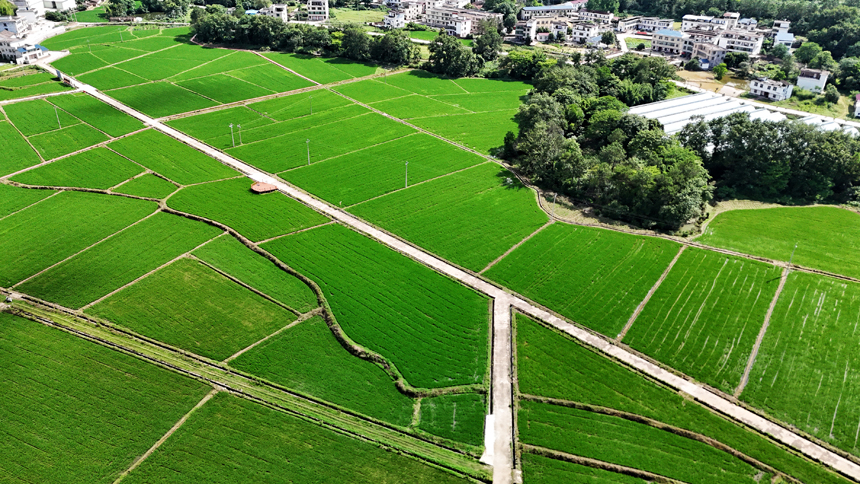 5月27日，江西省贛州市會昌縣西江鎮千畝富硒水稻長勢喜人。呂春華攝