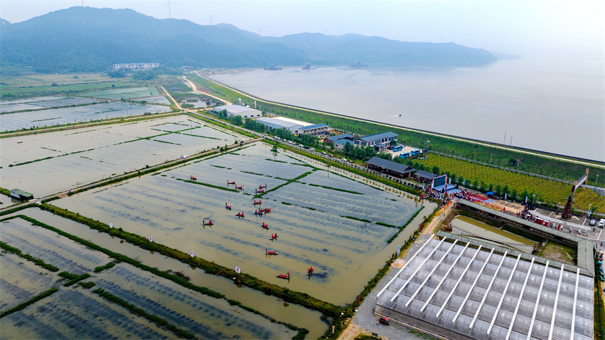 虾农划船开捕小龙虾。廖敏摄