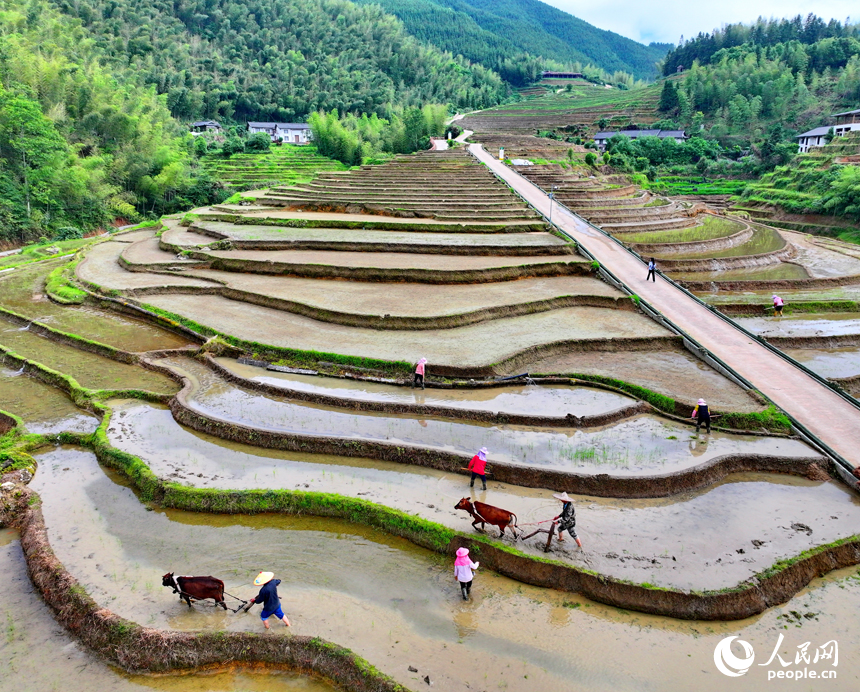 贛州市崇義縣上堡梯田迎來開犁日，村民在犁田、整田，為中稻插秧種植做准備。人民網 朱海鵬攝