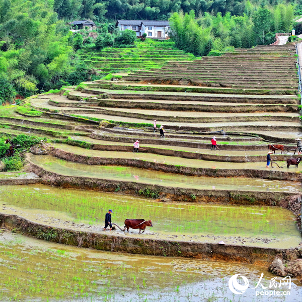 贛州市崇義縣上堡梯田迎來開犁日，村民在犁田、整田，為中稻插秧種植做准備。人民網 朱海鵬攝