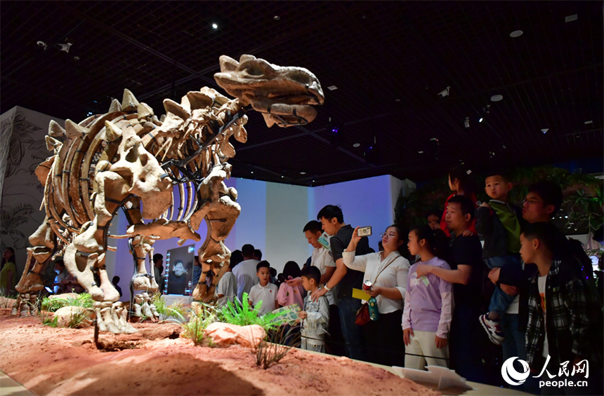 江西廣昌出土的甲龍化石“走進”南昌，在兒童節這天跟小朋友們“面對面”。人民網記者 時雨攝
