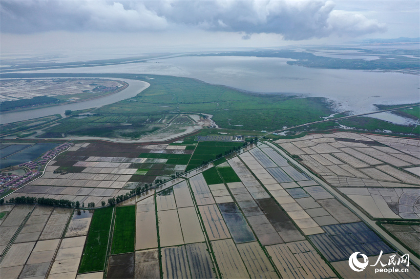 吳城鎮萬余畝良田與鄱陽湖、修河水道隔堤相映。人民網記者 時雨攝