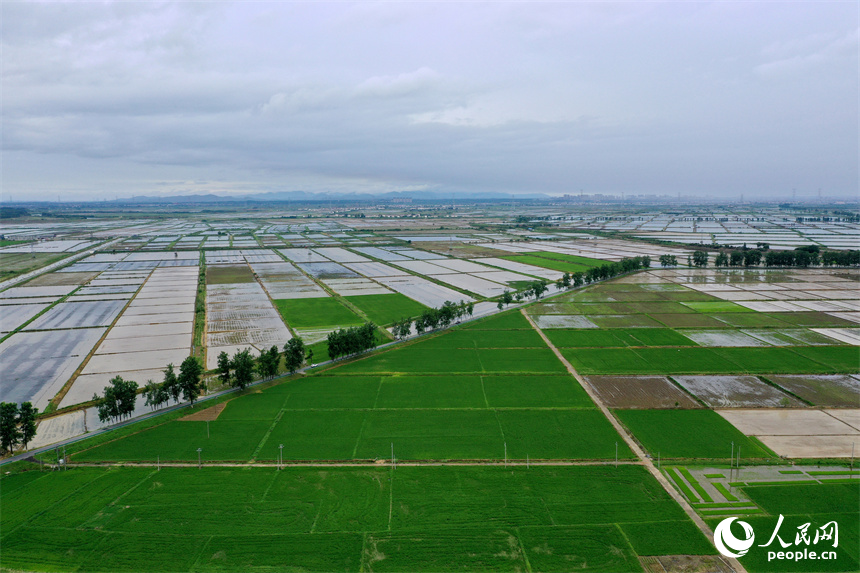 吳城鎮萬余畝良田經過高標准建設后，提高了農業綜合生產能力。人民網記者 時雨攝