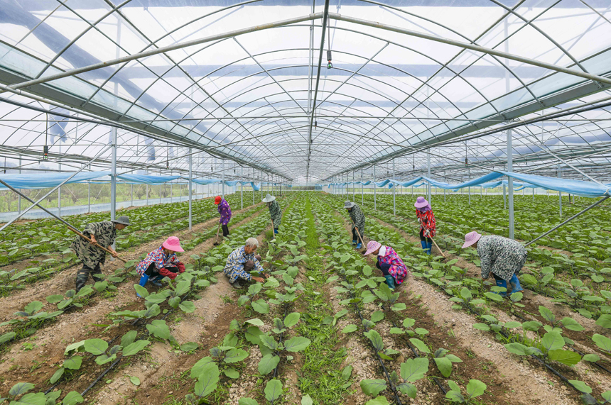 南豐縣市山鎮前山村蔬菜大棚基地，農戶正在管護茄子苗。謝東攝