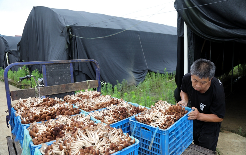 村民正在搬运刚采摘的茶树菇。贺治斌摄