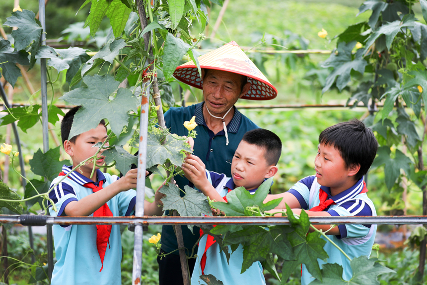 上高縣墨山鄉香山村蔬菜種植基地，該鄉中心小學的孩子們在菜農的指導下學習整理瓜蔓。陳旗海攝