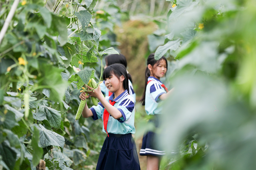 上高縣墨山鄉香山村蔬菜種植基地，該鄉中心小學的孩子們在採摘蔬菜。陳旗海攝