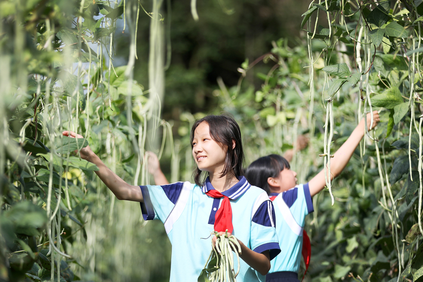 上高县墨山乡香山村蔬菜种植基地，该乡中心小学的孩子们在采摘蔬菜。陈旗海摄