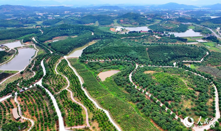 撫州市樂安縣萬崇鎮的苗木基地郁郁蔥蔥，綠景如畫。人民網 朱海鵬攝