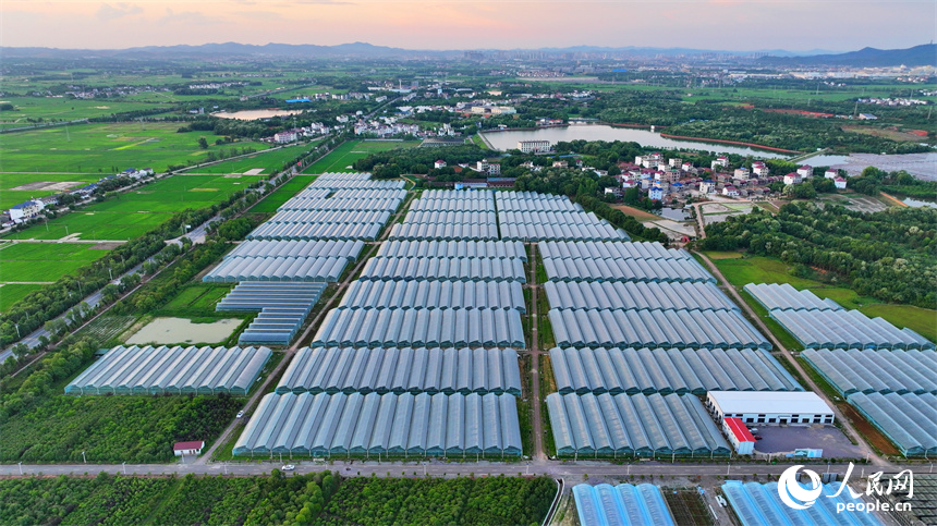 撫州市東鄉區虎圩鄉坎頭村，一座座設施農業大棚依次分布，與鄉村美景相得益彰。人民網 朱海鵬攝