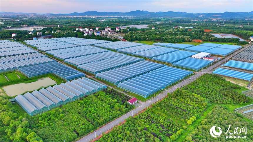 撫州市東鄉區虎圩鄉坎頭村，一座座設施農業大棚依次分布，與鄉村美景相得益彰。人民網 朱海鵬攝