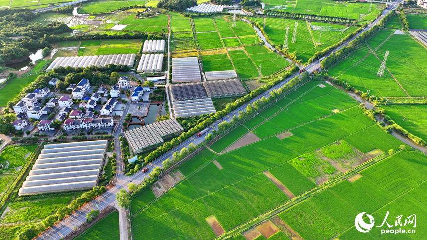 江西省撫州市東鄉區城郊的農村路上車輛馳騁，夏日鄉村風景如畫。人民網 朱海鵬攝