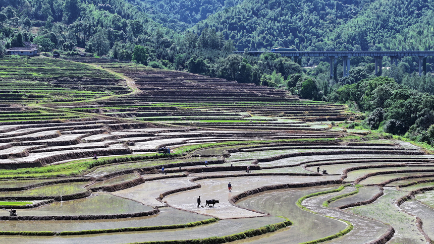 宜豐縣黃墾鎮古陽寨村牛頭嶺高山梯田，農戶忙著起秧栽插一季晚（俗稱“大禾”）。何賤來攝
