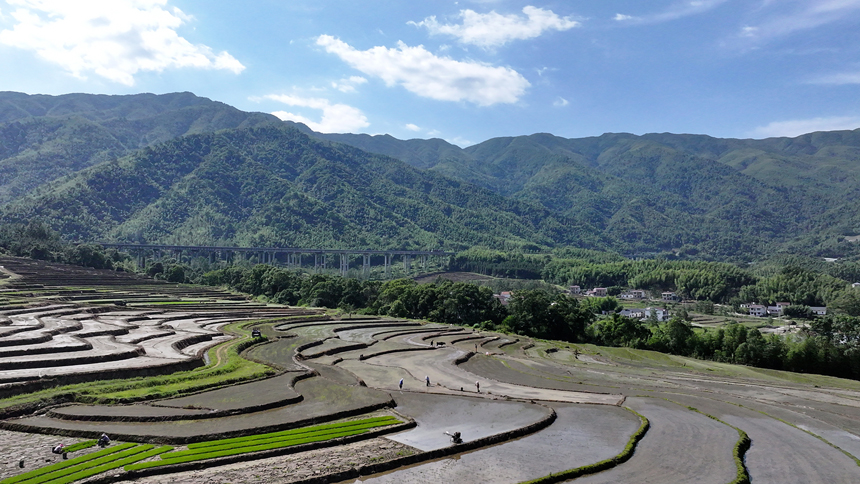 宜豐縣黃墾鎮古陽寨村牛頭嶺高山梯田，農戶忙著起秧栽插一季晚（俗稱“大禾”）。何賤來攝
