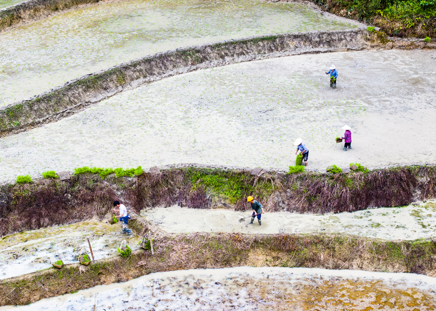 6月12日，江西省抚州市南丰县傅坊乡梅林村的梯田里，村民正在抛种中稻。谢东摄