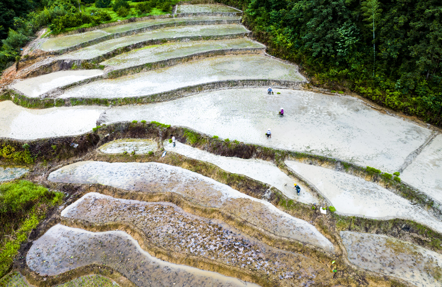 6月12日，江西省抚州市南丰县傅坊乡梅林村的梯田里，村民正在抛种中稻。谢东摄