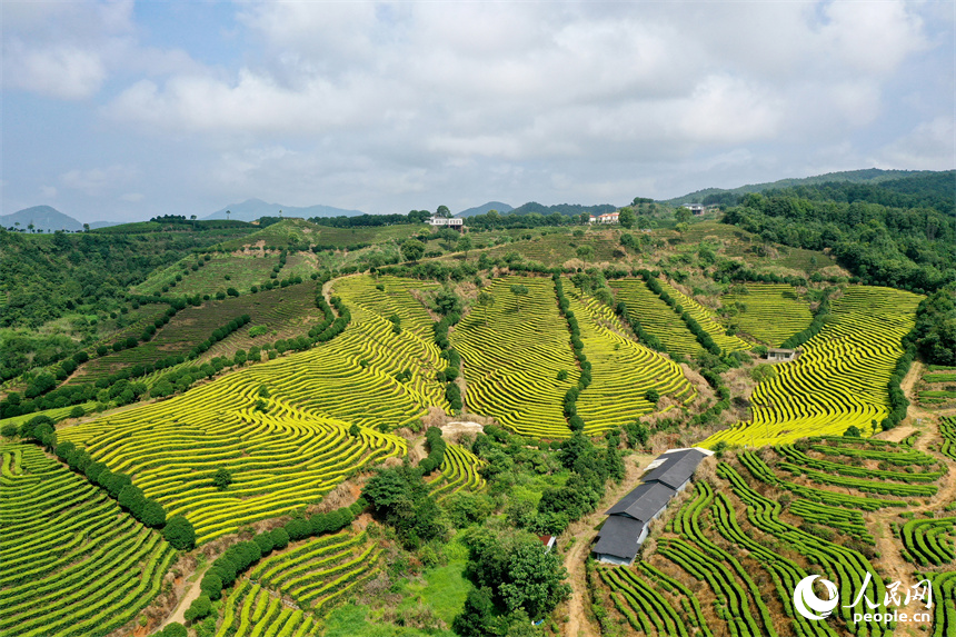 靖安县仁首镇生态白茶园如指纹般镶嵌在大地上。人民网记者 时雨摄