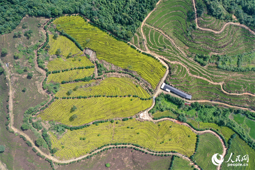 靖安县仁首镇生态白茶园如指纹般镶嵌在大地上。人民网记者 时雨摄