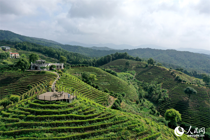 靖安县仁首镇生态白茶园的茶山高低起伏、郁郁葱葱。人民网记者 时雨摄