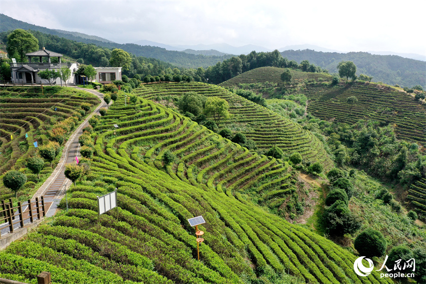 靖安縣仁首鎮生態白茶園的茶山高低起伏、郁郁蔥蔥。人民網記者 時雨攝