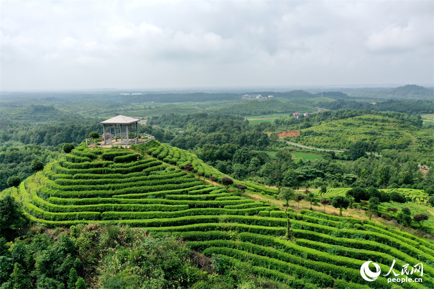 靖安县仁首镇生态白茶园的茶山高低起伏、郁郁葱葱。人民网记者 时雨摄