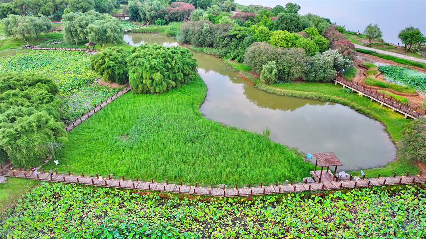 南昌市紅谷灘區的一處“口袋公園”，沿江濕地景色優美，樹木綠意盎然，市民在公園裡觀賞荷塘花開美景。人民網 朱海鵬攝