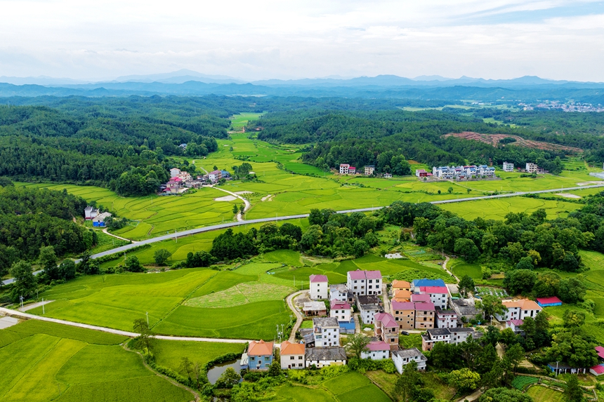 航拍河口村美景，处处绿意盎然。廖敏摄