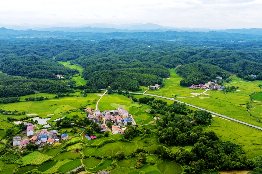 航拍河口村美景，处处绿意盎然。廖敏摄