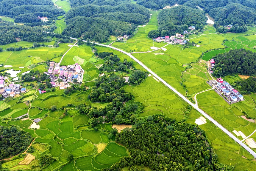 航拍河口村美景，处处绿意盎然。廖敏摄