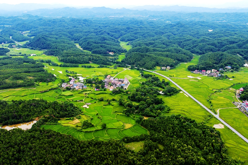 航拍河口村美景，处处绿意盎然。廖敏摄