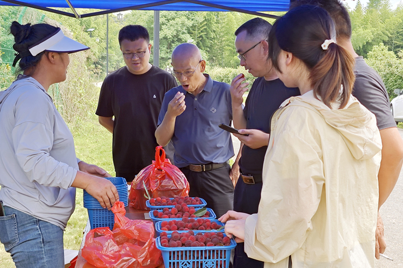 宜丰县黄垦镇炎岭村杨梅基地，游客品味、购买杨梅。龙俐俐摄