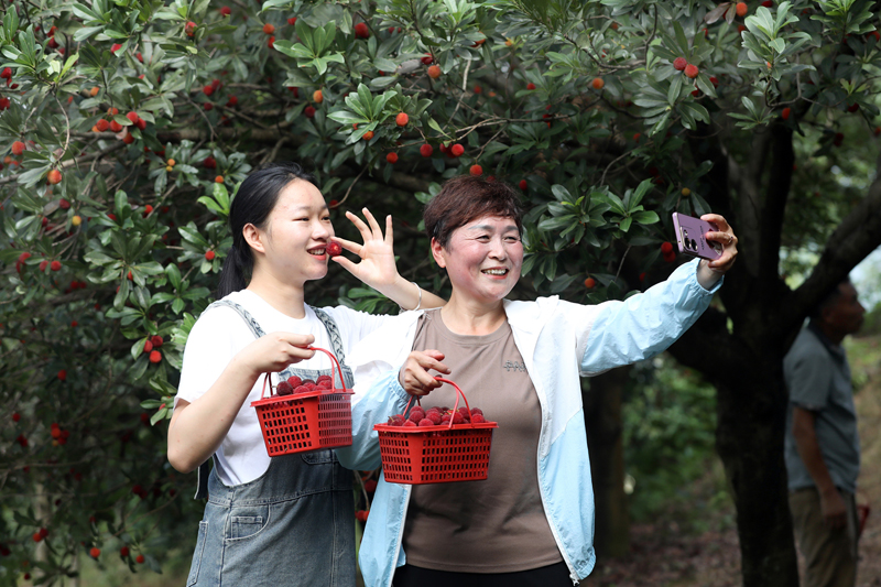 宜丰县黄垦镇古阳寨村杨梅基地，游客体验杨梅采摘。何贱来摄