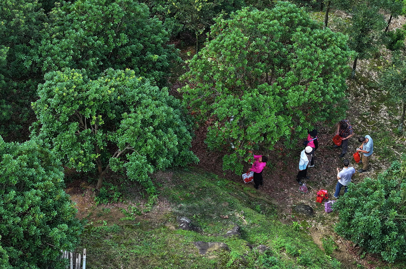 宜丰县黄垦镇古阳寨村杨梅基地，游客体验杨梅采摘。何贱来摄