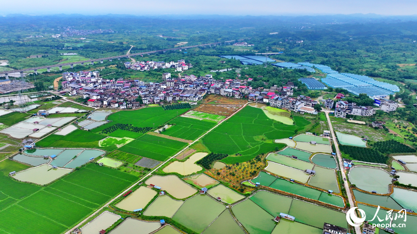 撫州市南豐縣洽灣鎮西坪村，連片的養殖塘與綠樹、田園、村庄相互映襯，構成一幅和美鄉村畫卷。人民網 朱海鵬攝