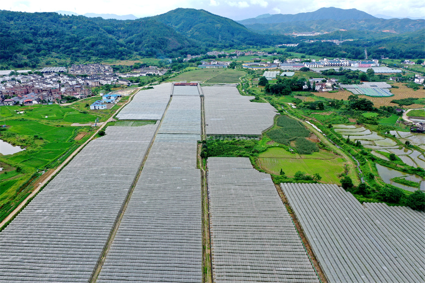 2024年6月25日，航拍下的江西省赣州市全南县城厢镇黄埠村石古葡萄种植基地。尹其奇摄