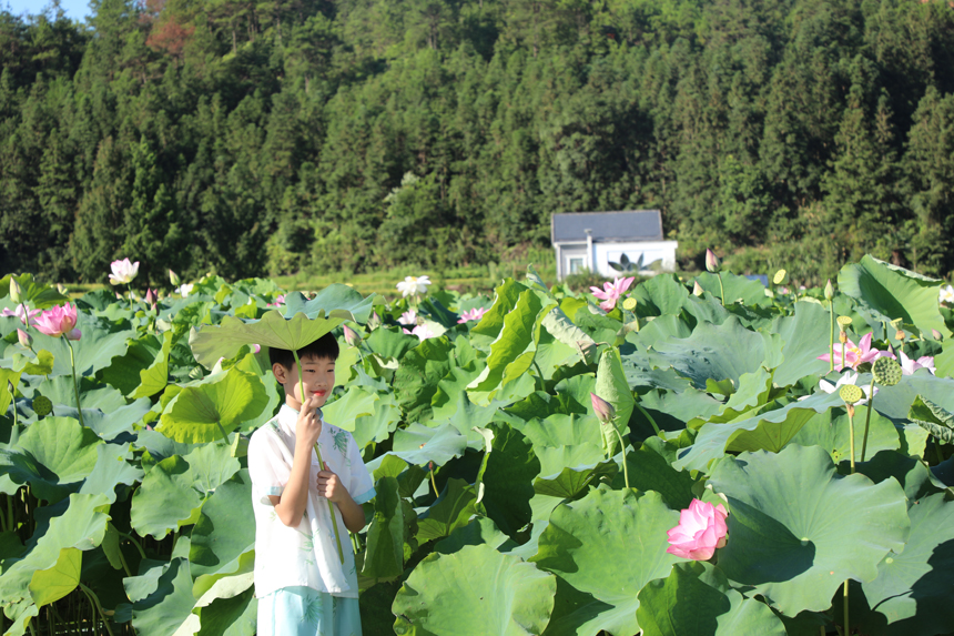 荷塘中荷叶连天、清香扑鼻，仿若一幅调好颜色的天然油画吸引众多市民游客前来赏花休闲。胡媛摄